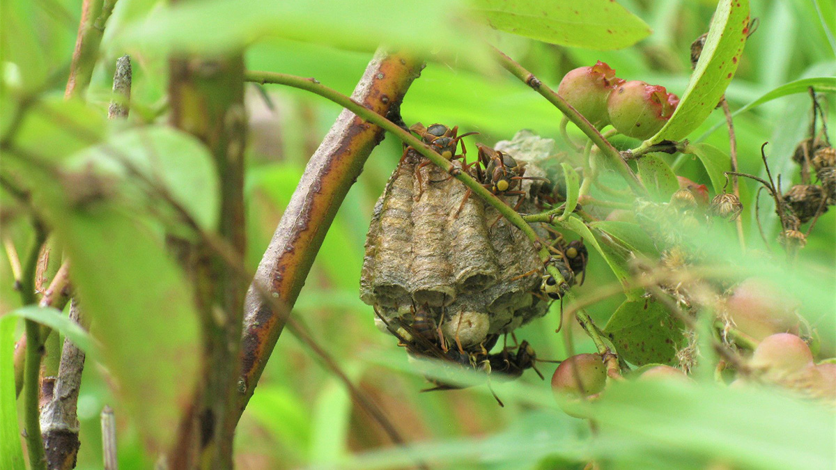 庭木にでき始めた小さな蜂の巣の写真