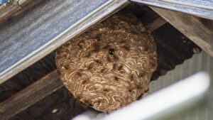 軒下にできた大きな蜂の巣の写真