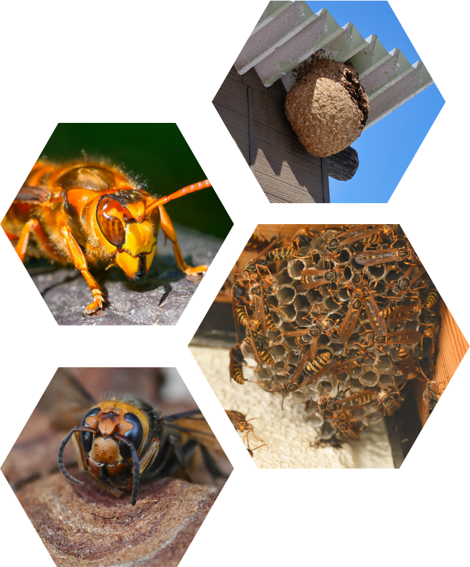 蜂や蜂の巣の写真